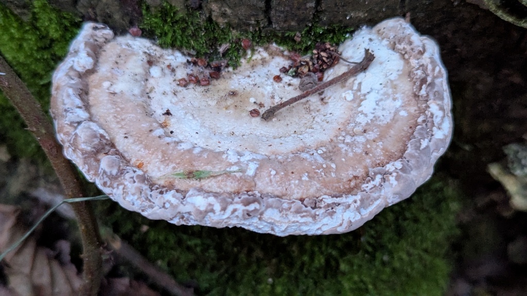 Trametes gibbosa