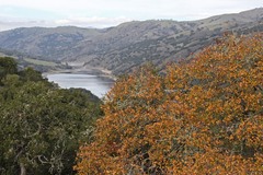 Quercus × subconvexa