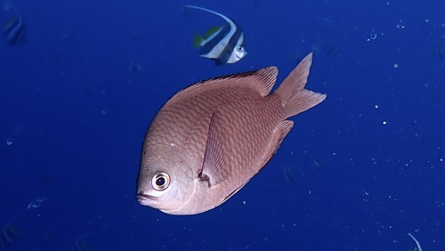 Chromis verater, 2026-01-09