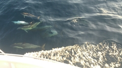 Delphinus