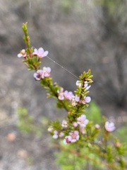 Hypocalymma strictum