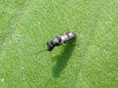 Discomyza maculipennis