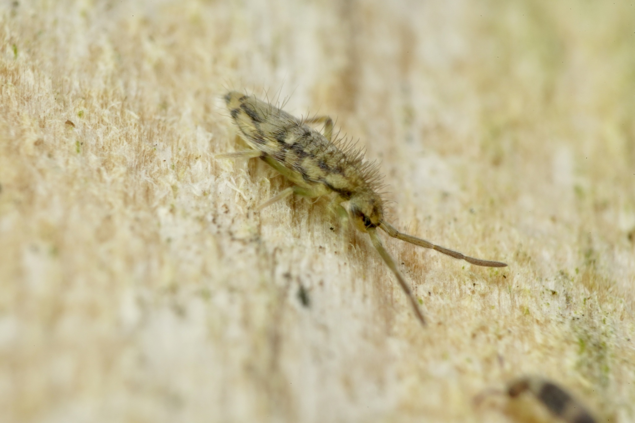 Entomobrya katzi Jordana R & Baquero E, 2022