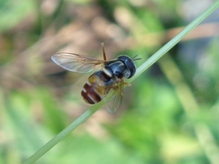 Paragus serratus