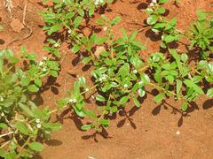 Limeum viscosum transvaalense