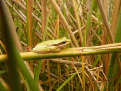 Litoria adelaidensis