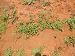 Limeum viscosum transvaalense