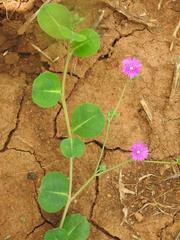 Corbichonia decumbens