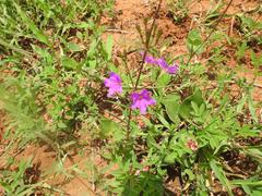 Commicarpus pentandrus