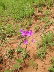 Commicarpus pentandrus