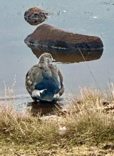 Blue-winged Goose