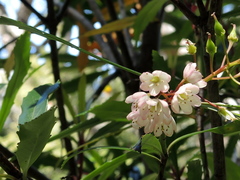 Anopterus glandulosus