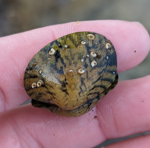 Ruditapes decussatus