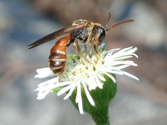 Lipotriches ceratina