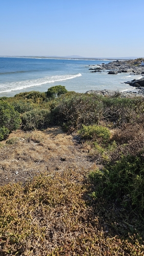 Foto de Tylecodon paniculatus