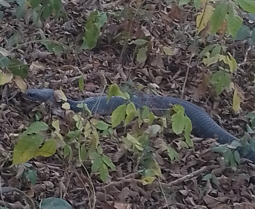 Central American Indigo Snake