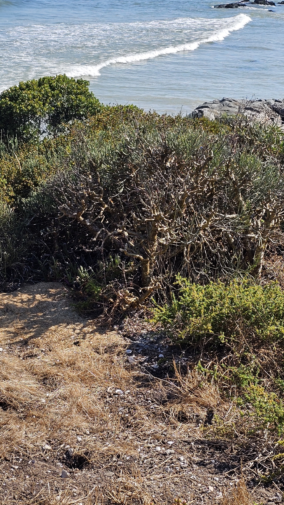 Imagem de Tylecodon paniculatus