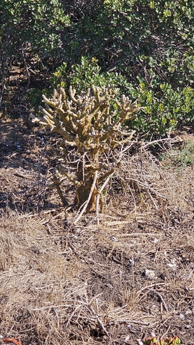 Foto de Tylecodon paniculatus