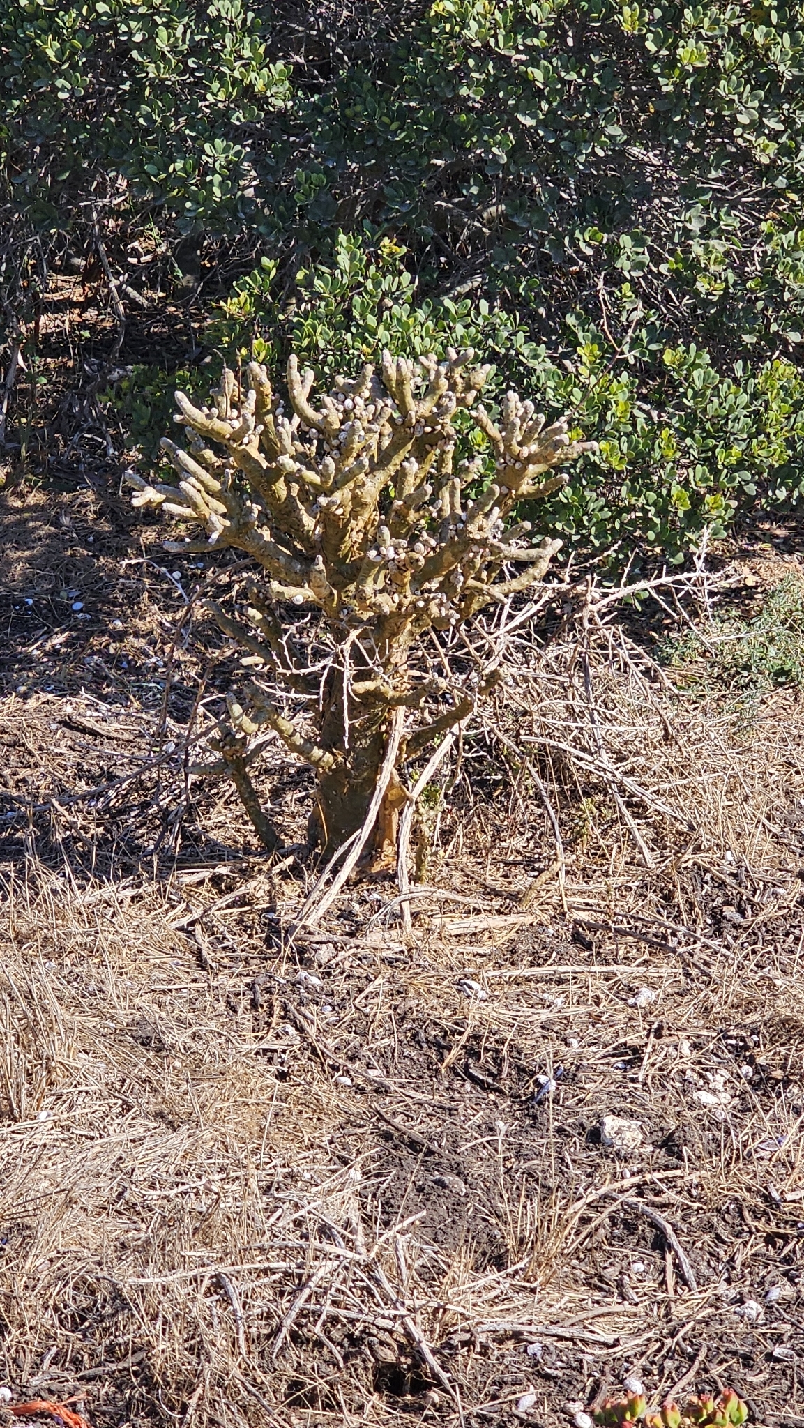 Imagem de Tylecodon paniculatus