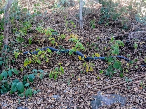 Central American Indigo Snake