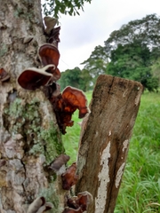 Auricularia