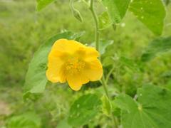 Abutilon guineense
