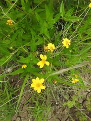 Aspilia mossambicensis