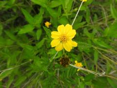 Aspilia mossambicensis