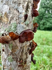 Auricularia