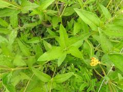 Aspilia mossambicensis