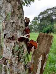 Auricularia