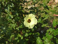 Hibiscus engleri
