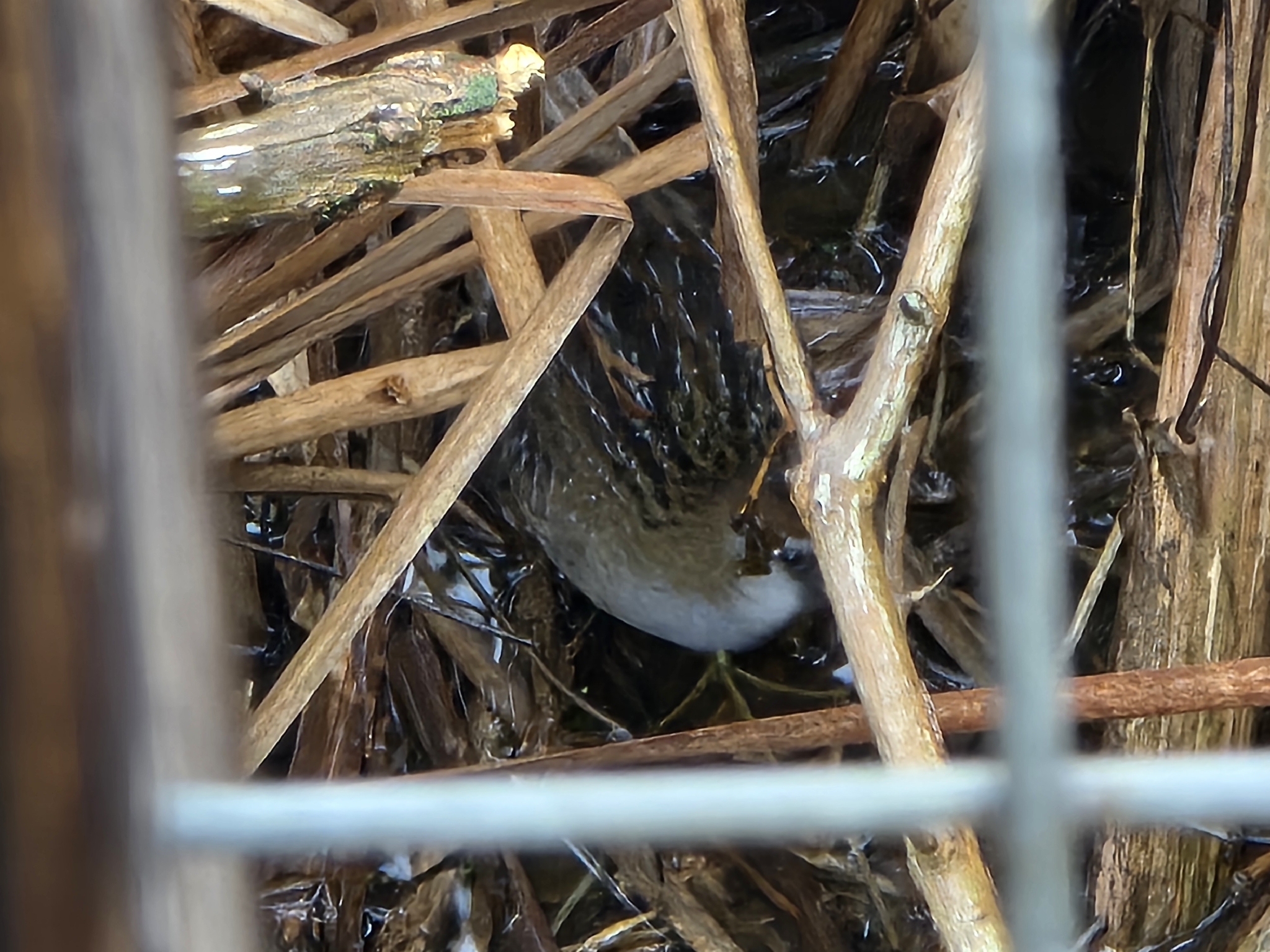 Sora (Porzana carolina), photo 5