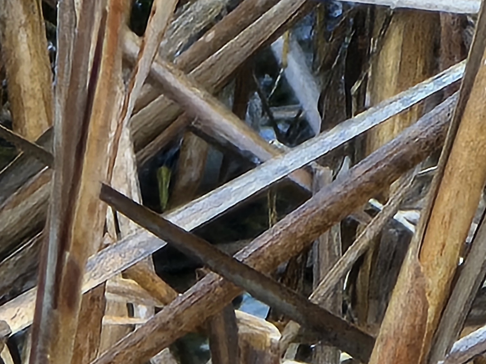 Sora (Porzana carolina), photo 6