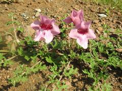 Dicerocaryum senecioides