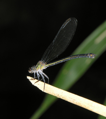 Euphaea masoni