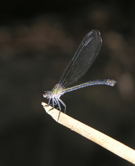 Euphaea masoni
