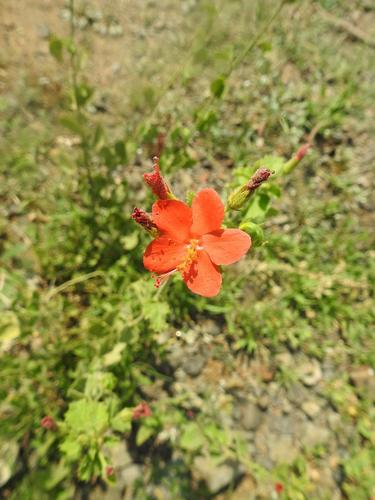 Hibiscus coddii
