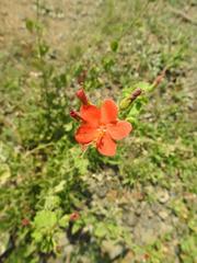 Hibiscus coddii barnardii
