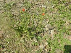 Hibiscus coddii barnardii
