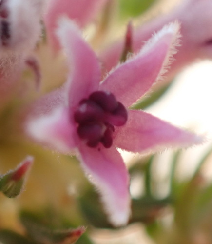 Phylica lachneaeoides, photograph 6