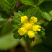 Potentilla indica - Photo (c) mabbittsharptooth, μερικά δικαιώματα διατηρούνται (CC BY-NC), uploaded by mabbittsharptooth