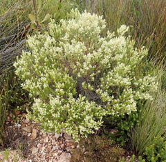 Phylica paniculata, photograph (c) Nicola van Berkel, some rights reserved (CC BY-SA)