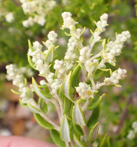 Phylica paniculata, photograph 3