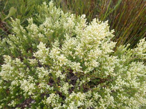 Phylica paniculata, photograph 5