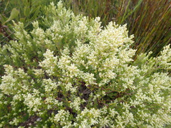 Phylica paniculata, photograph (c) Nicola van Berkel, some rights reserved (CC BY-SA)