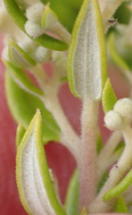 Phylica paniculata, photograph (c) Nicola van Berkel, some rights reserved (CC BY-SA)