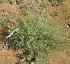 Cyphocarpa angustifolia