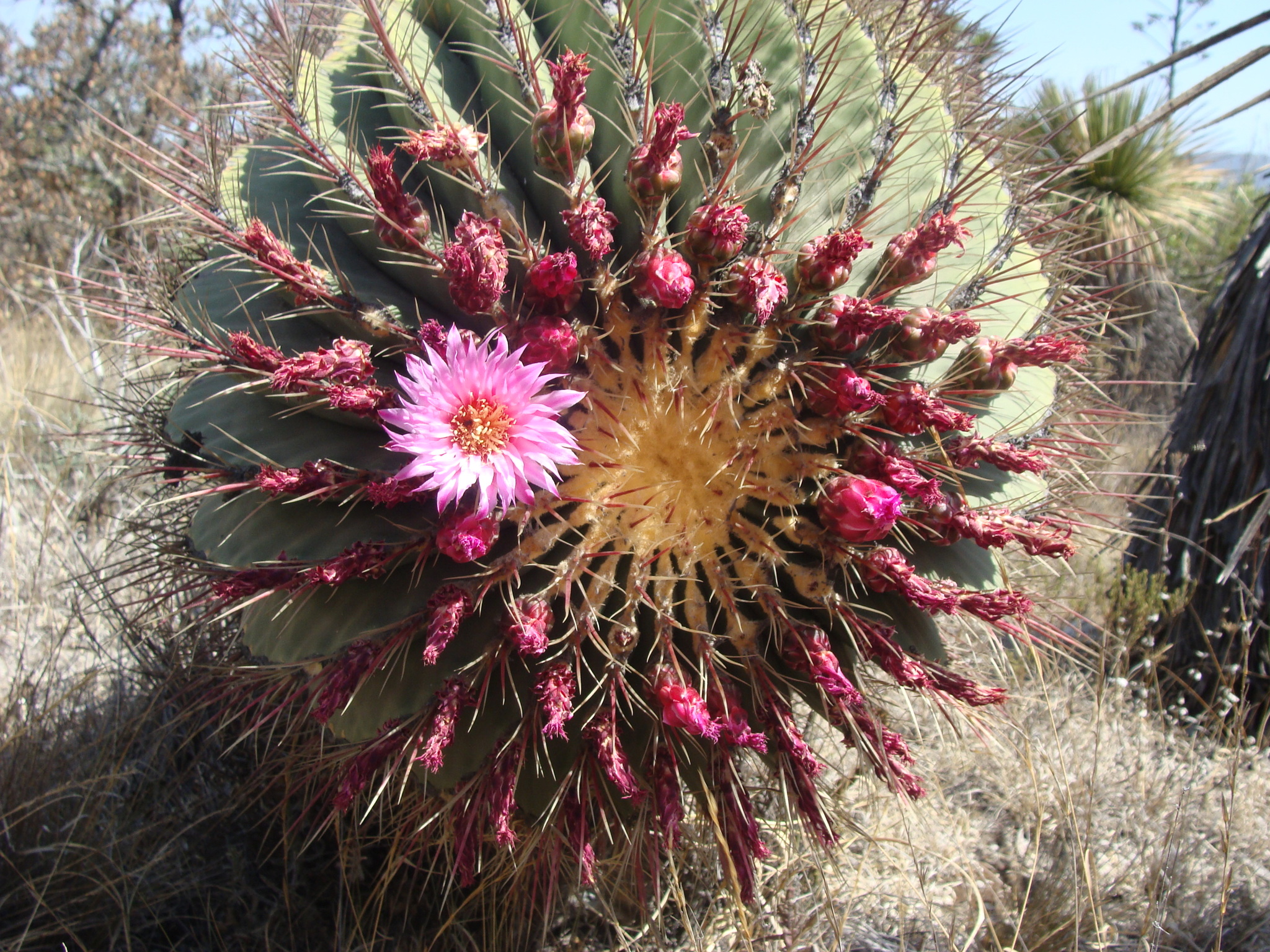 Ferocactus haematacanthus