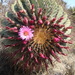 Ferocactus haematacanthus - Photo (c) Alexis López Hernández, some rights reserved (CC BY), uploaded by Alexis López Hernández